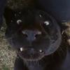 undefined CRAZY PANTHER 1 DELUXE