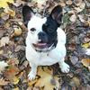 undefined Dog Radio