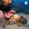 undefined Coral reefs podcast Ft. Dr Henrick