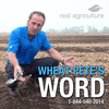 undefined Wheat Pete's Word – RealAgriculture