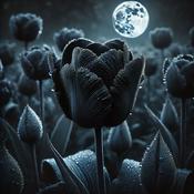 Podcast Black Tulip
