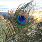 Podcast Chetan Bhagat Novels