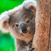 Podcast Die Tierwelt der Erde