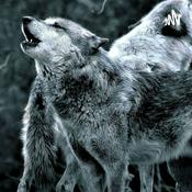 Podcast Die Wolfshöhle-Der Podcast über alles