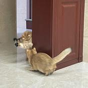 Podcast 发生在切尔西