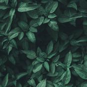 Podcast Human Resource Management