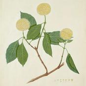 Podcast Kadamba Vriksha