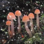 Podcast livis ear this week