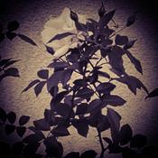 Podcast Releasing Rose