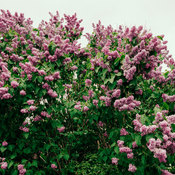 Podcast Shanghai Life