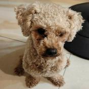 Podcast 生而為人