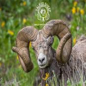 Podcast Talk Is Sheep