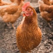 Podcast The adventures of Hailey and Ella