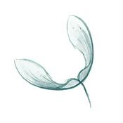 Podcast The Far From the Tree Broadcast