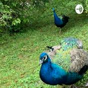 Podcast Thoughts in a jar