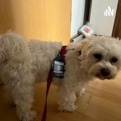 Podcast Still gelegt