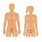 Podcast Uma pitada de sistema reprodutor