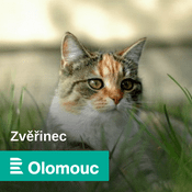 Podcast Zvěřinec