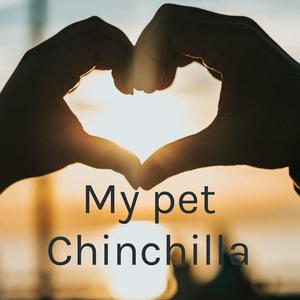 My pet Chinchilla