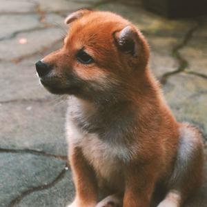 Gamer Dogez